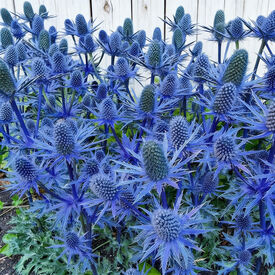 Beachside Blue, Eryngium Seeds